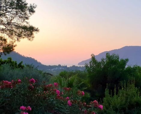 turkey nature